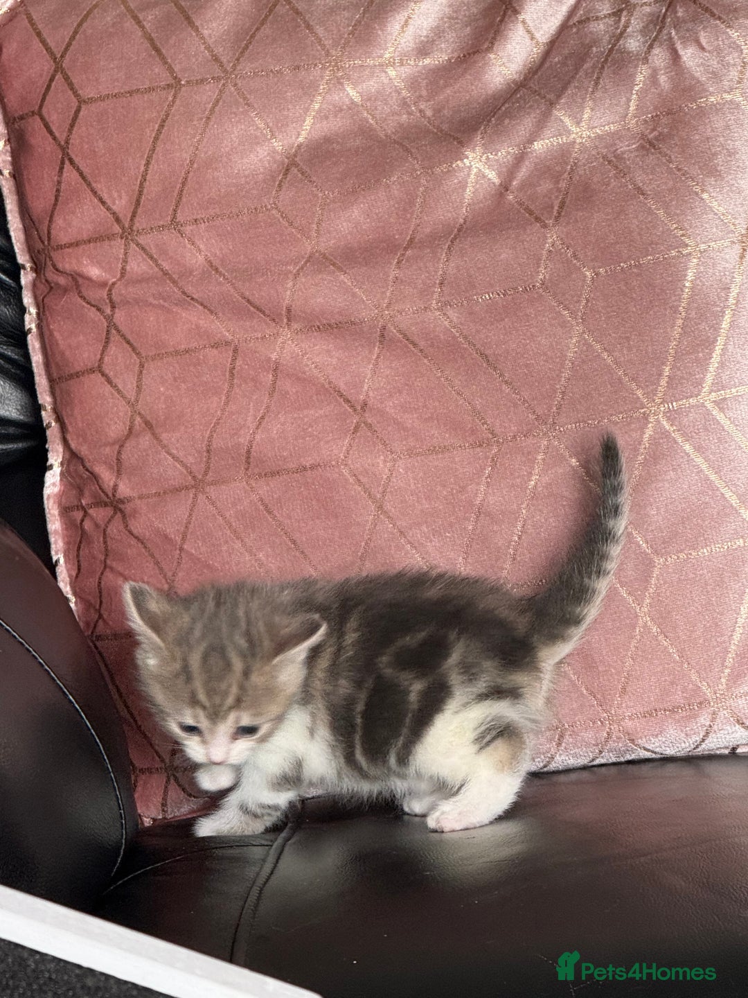 British Shorthair cats for sale: Half British shorthair for sale - Image 7