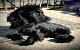 Cocker Spaniel dogs for stud: Excellent Cocker Spaniel proven stud - Image 6