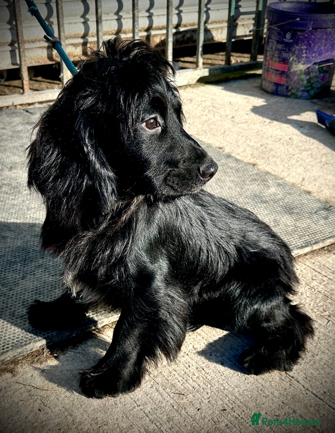 Cocker Spaniel dogs for stud: Excellent Cocker Spaniel proven stud - Image 6