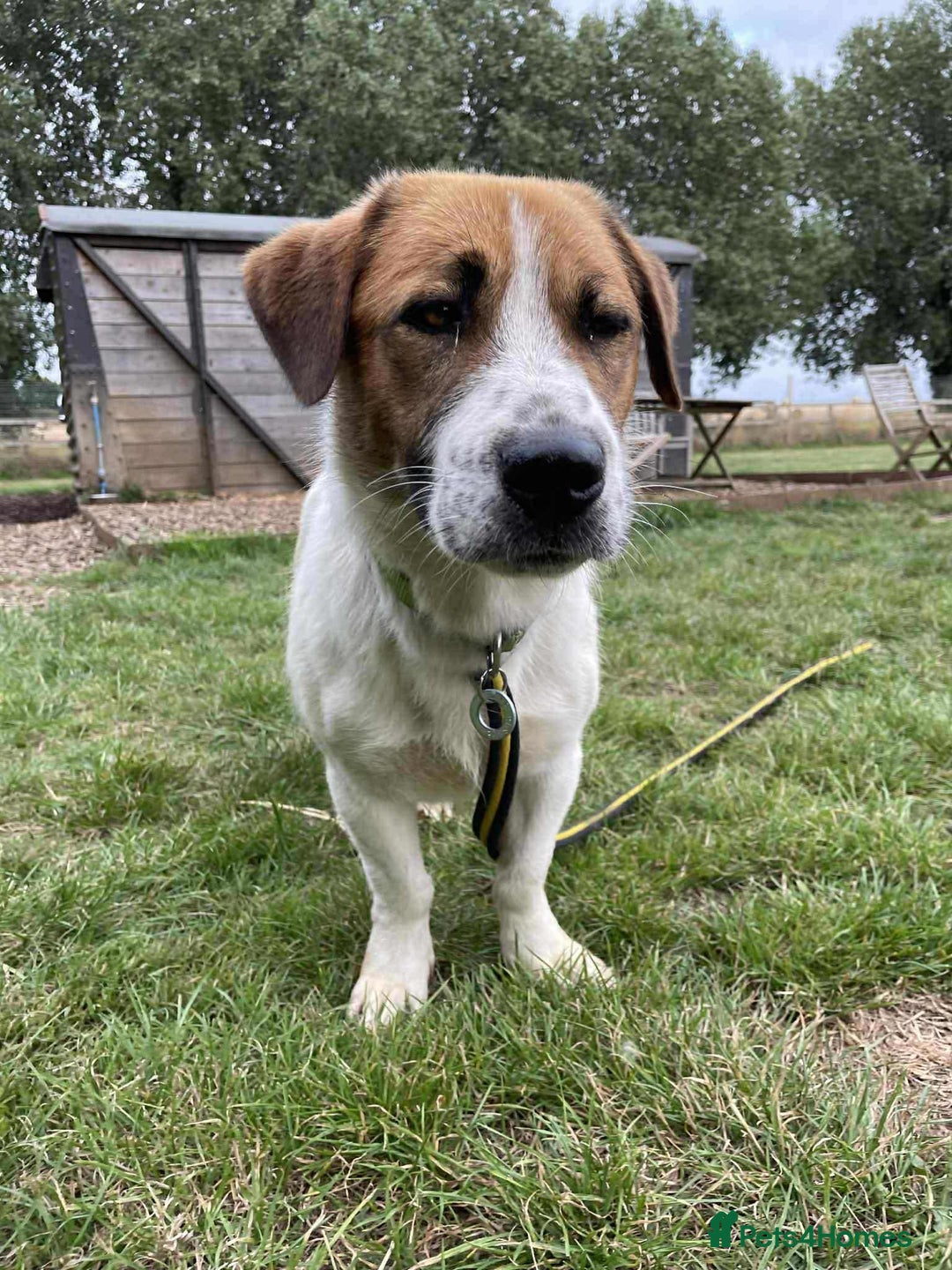 Basset Hound dogs for adoption: Diego - Badersfield Norfolk  - Image 13