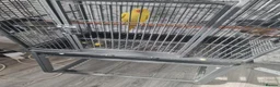 Parrots birds for sale: Beautiful lutino ringneck talking parrot  - Advert 3