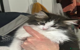 Mixed Breed cats for sale: Rag doll mixed breed kittens for sale - Image 7