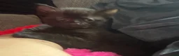 Mixed Breed cats for sale: Great selection of beautiful kittens - Advert 7