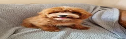 Mixed Breed dogs for sale: 🧸 multipoo puppys 🧸 - Advert 1