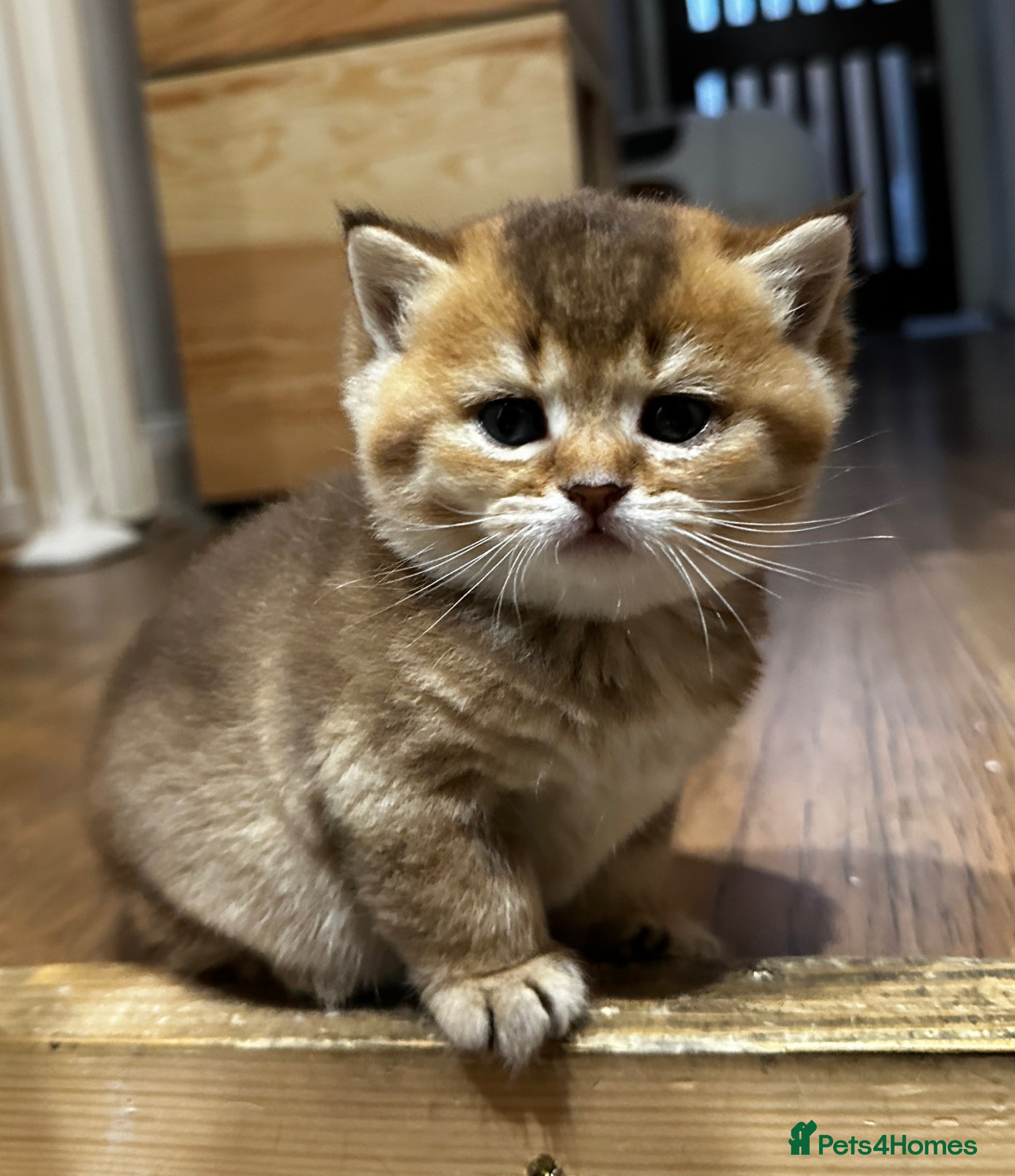 British Shorthair cats BSH Chocolate Golden Kitten Available - Advert 2