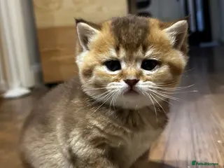 British Shorthair cats BSH Chocolate Golden Kitten Available - Advert 2