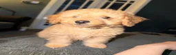 Labradoodle dogs for sale: Adorable miniature multigenerational Labradoodle  - Advert 9