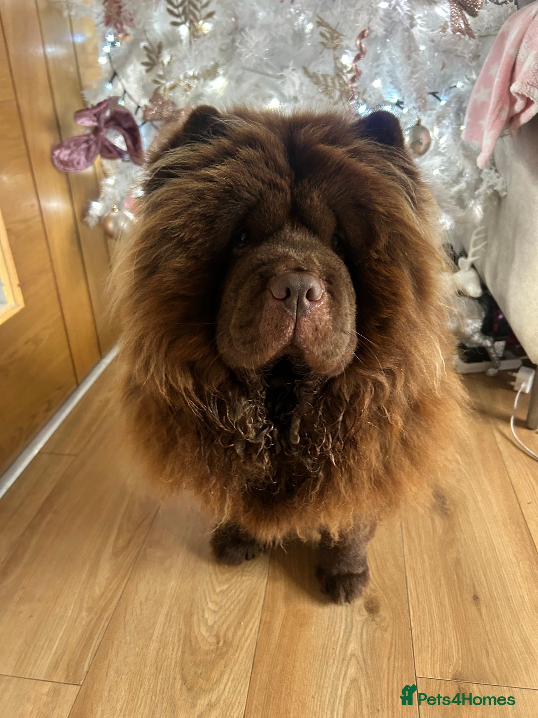 Chow Chow dogs for sale: Beautiful chow chow puppies 🥰 - Advert 13