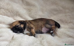 Shih Tzu dogs for sale: Imperial Shihtzu - Image 5