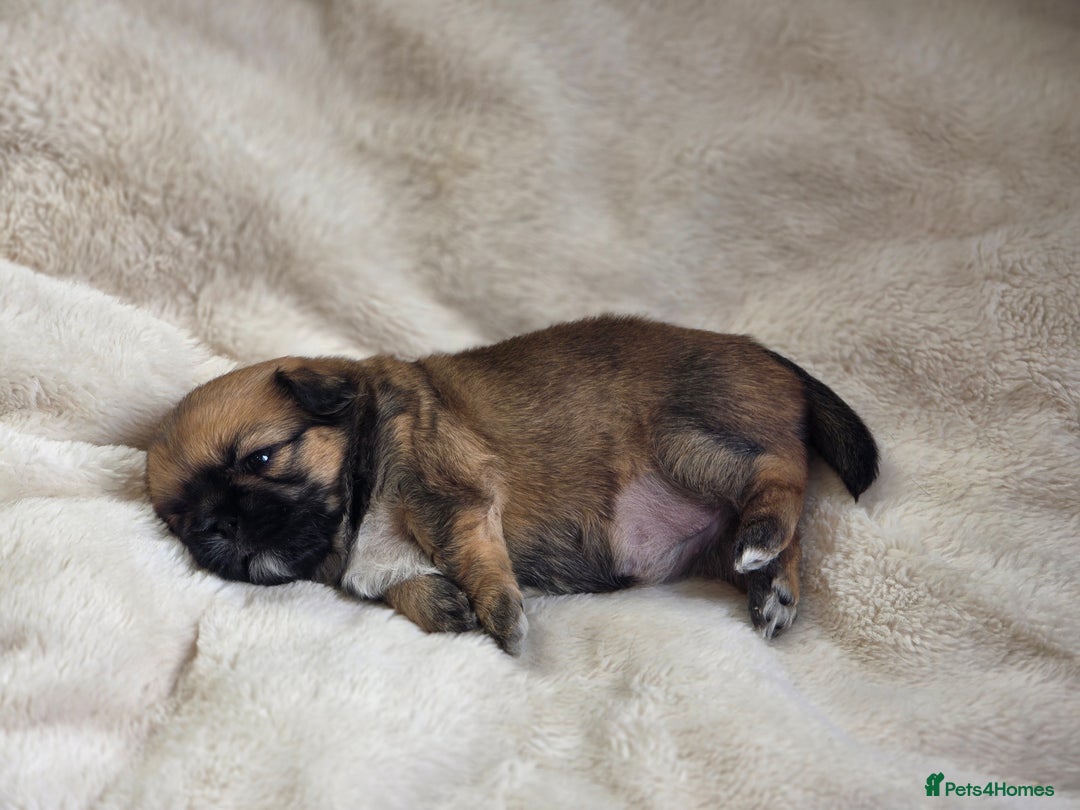 Shih Tzu dogs for sale: Imperial Shihtzu - Image 5