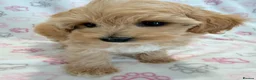 Maltipoo dogs for sale: Beautiful F1 Health Tested Maltipoo babies 💙🐾💖 - Advert 14