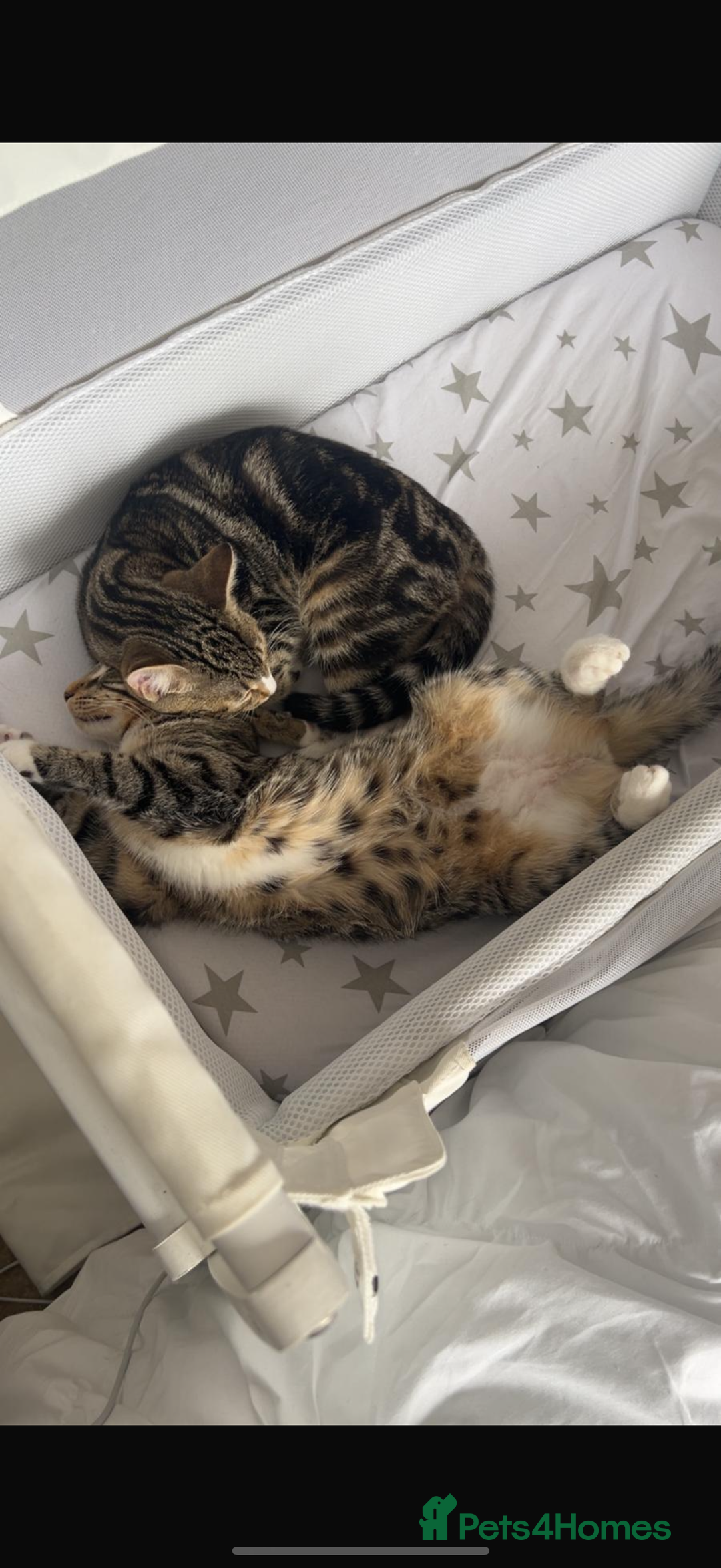 Mixed Breed cats for sale: 2 Female Kittens (6 months) - Image 2
