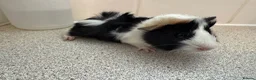 Guinea Pig rodents for sale: Beautiful baby piggies  - Advert 13