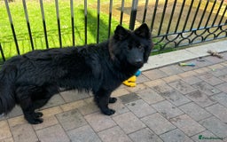 German Shepherd dogs for stud: Black German Shepherd at Stud - Image 12