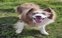 Border Collie dogs for stud: Lilac and red merle boys - Image 2