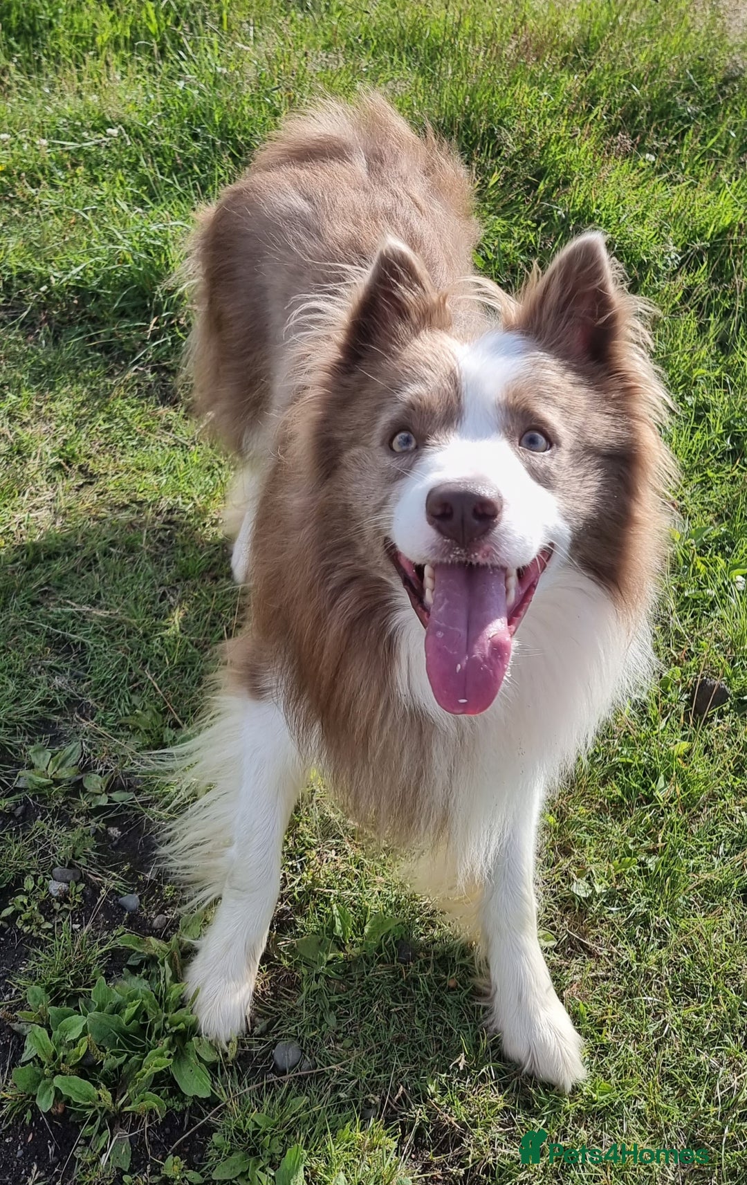 Border Collie dogs for stud: Lilac and red merle boys - Image 2