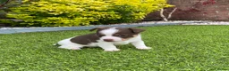 Jack Russell dogs for sale: Gorgeous Miniature Jack Russell Puppies  - Advert 13