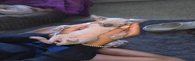 Sphynx 2