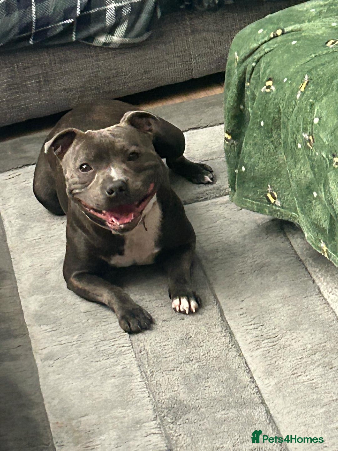 Staffordshire Bull Terrier dogs for sale: LAST 2 KC Registered Staffordshire Bull Terrier - Advert 2