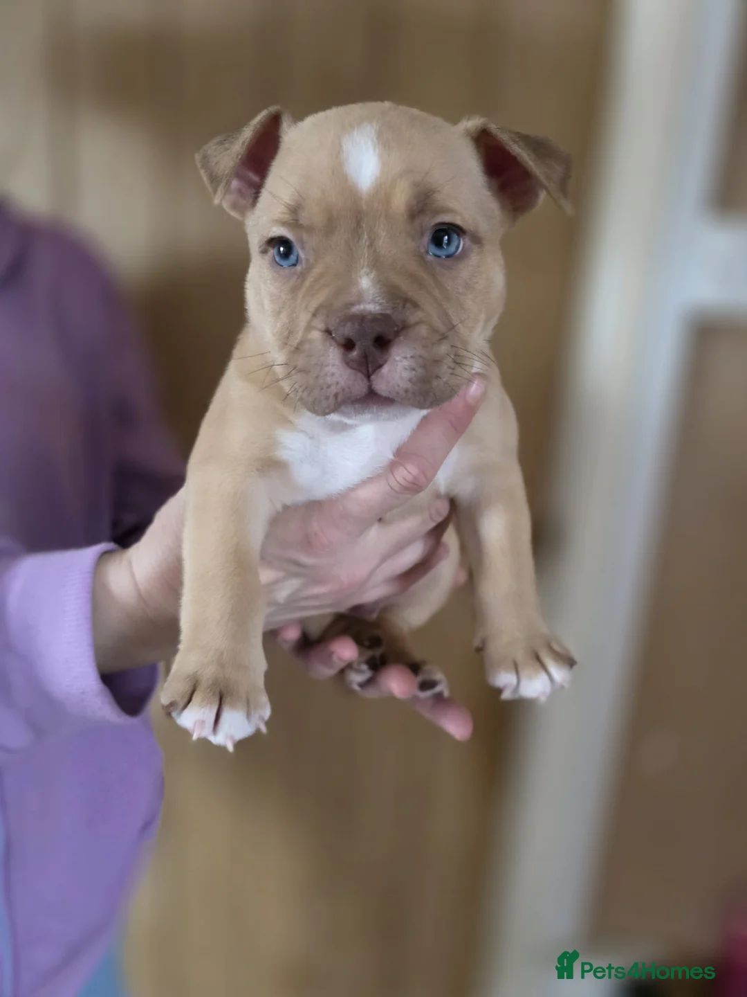 American Bully dogs for sale: Pocket bully puppies - Advert 18