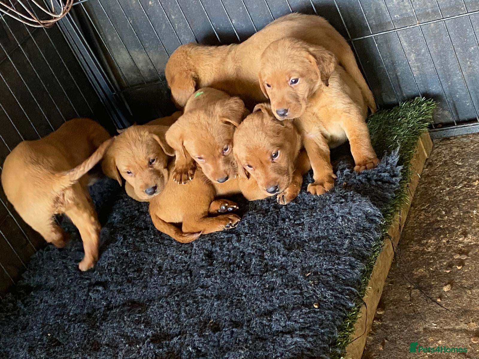 Labrador Retriever dogs Fox Red Working Labrador puppies for sale - Advert 15