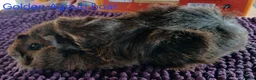 Guinea Pig rodents for sale: Rex and Funky boars and sows - Advert 13