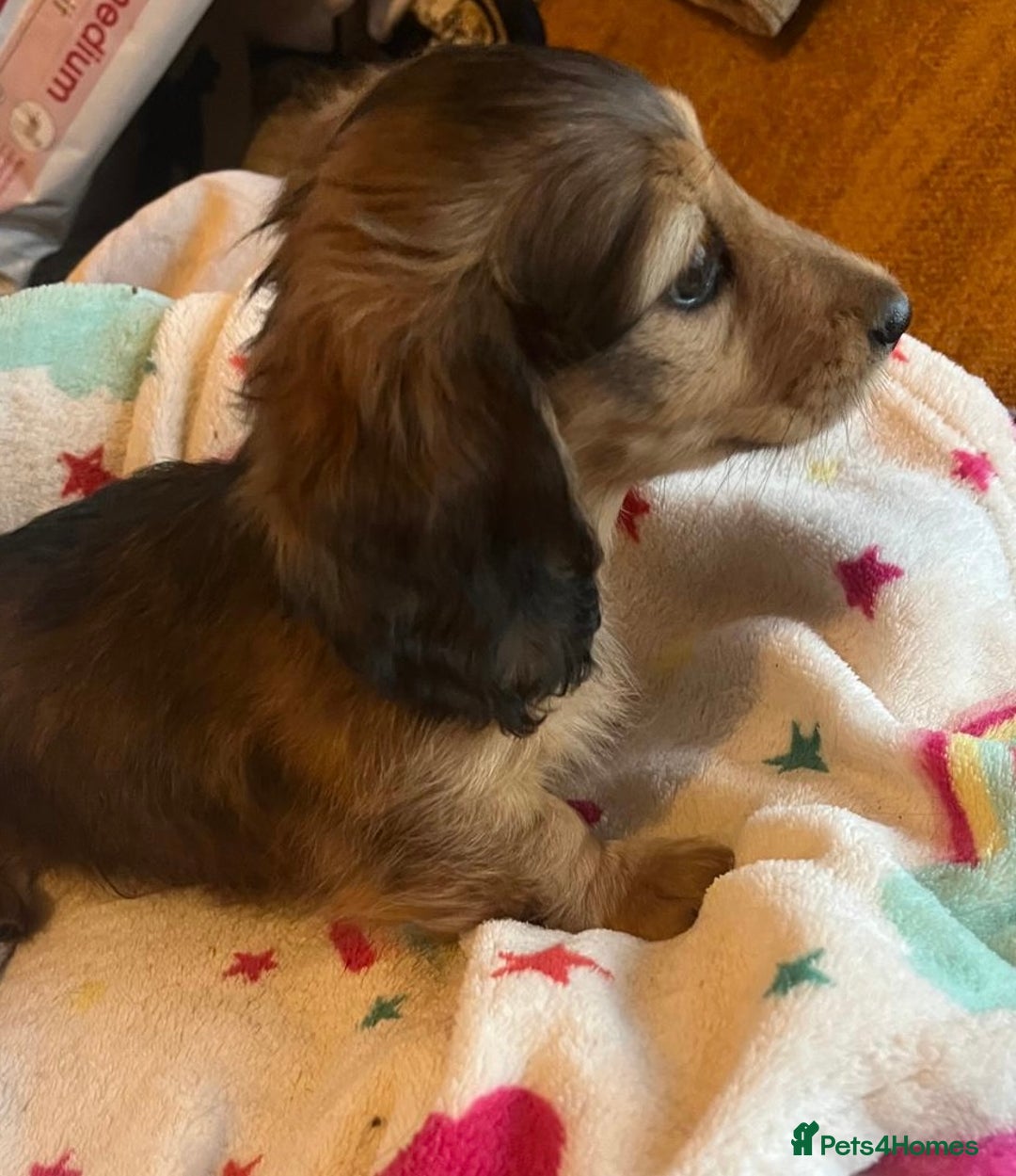 Miniature Dachshund dogs for sale: Miniature Longhaired Dachshunds ready 10.12.25 - Advert 17