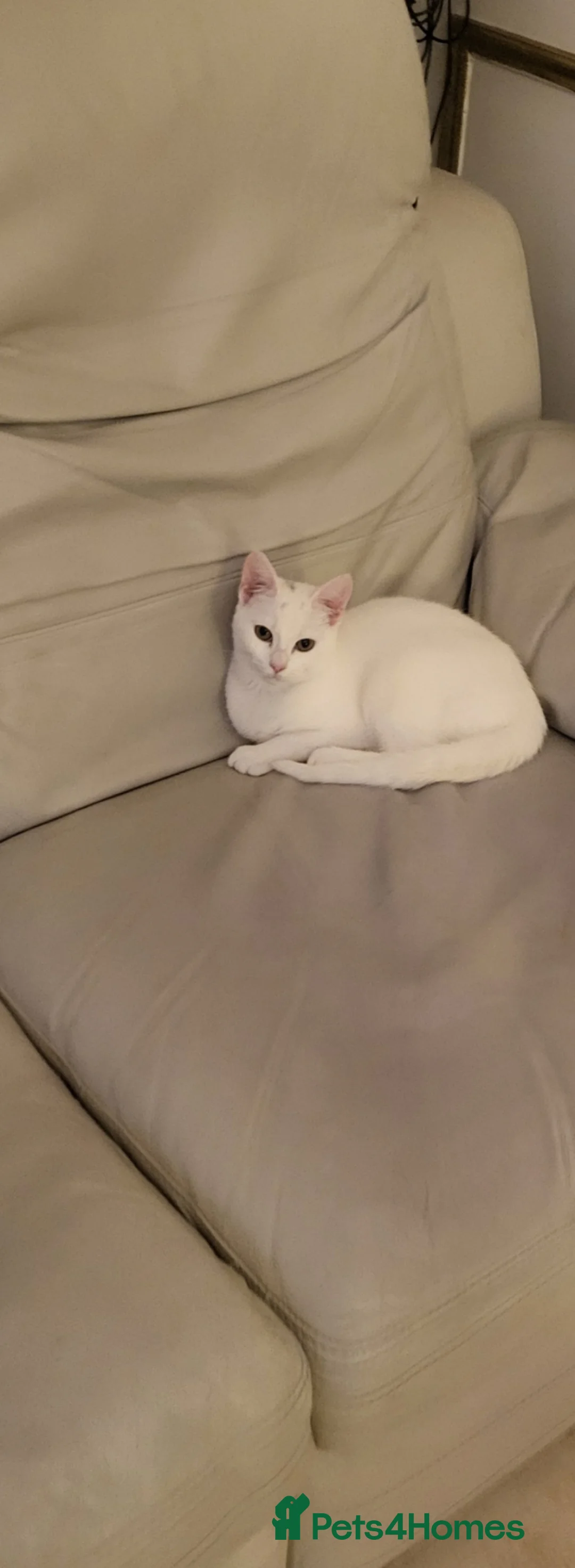 Turkish Angora cats for sale: White kitten  - Advert 2