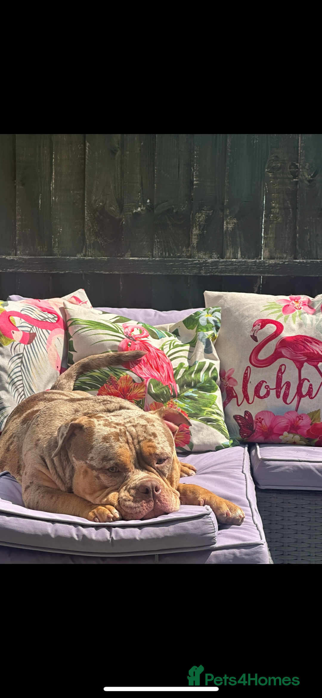 American Bully dogs for sale: Pocket bully  - Image 2