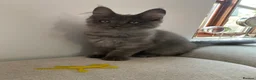 Maine Coon cats for sale: TICA Registered Maine Coon Kitten Female  - Advert 24