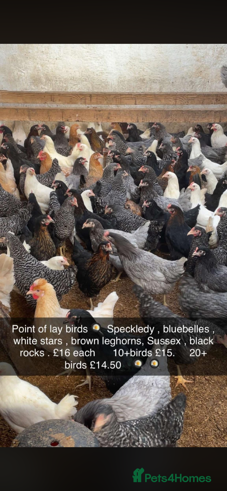 Chickens poultry Point of lay chickens for sale, hybrids & warrens  - Advert 1