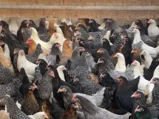 Chickens poultry Point of lay chickens for sale, hybrids & warrens - Advert 1