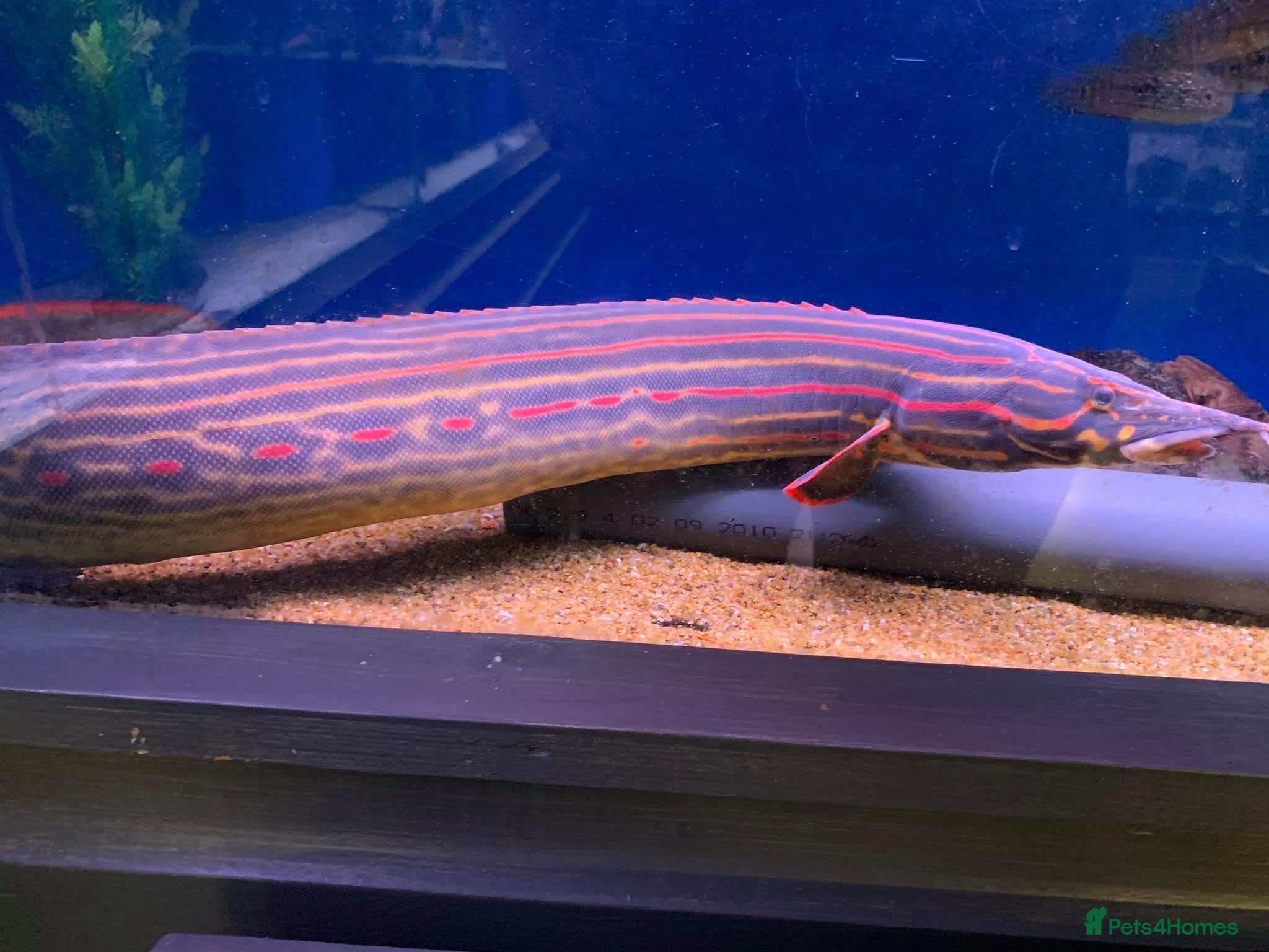 Other/Mixed Breed fish fire eel - Advert 1