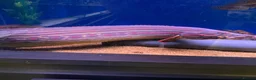 Other/Mixed Breed fish for sale: fire eel in Merthyr Tydfil - Advert 1