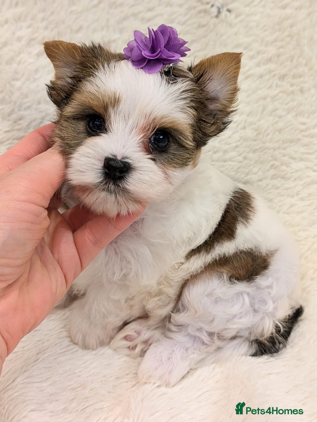 Yorkshire Terrier dogs Very tiny beautiful Biro puppys  - Advert 3