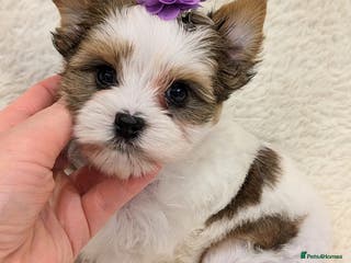 Yorkshire Terrier dogs Very tiny beautiful Biro puppys - Advert 3