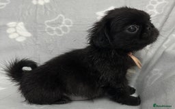 Mixed Breed dogs for sale: 4 fully vaccinated Tiny Pugingeses left  - Image 25
