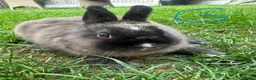 Netherland Dwarf rabbits for sale: Netherland Dwarf Rabbits For Sale  - Advert 3