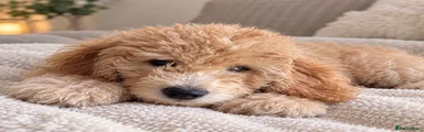 Mini Goldendoodle 1