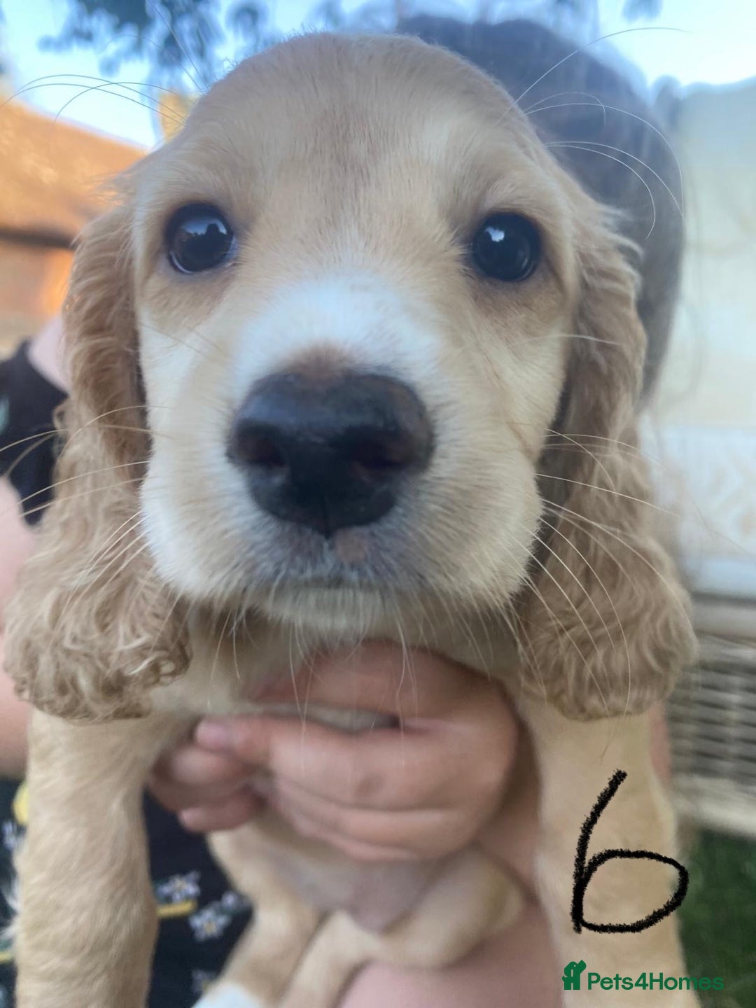 Cocker Spaniel dogs for sale: Working Cocker Spaniels in Wareham - Image 12