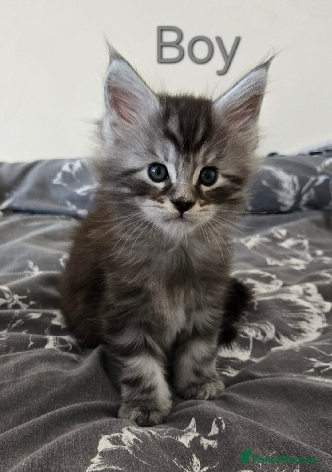 Maine Coon cats for sale: 4 Maine coon boys. - Advert 3