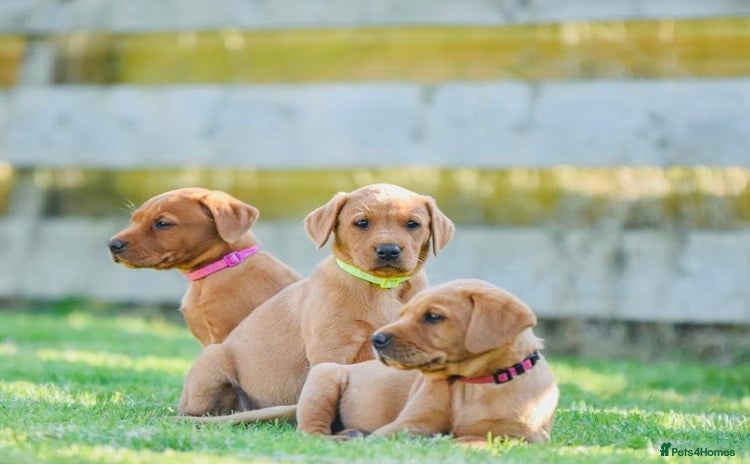 Labrador Retriever dogs - Advert 2