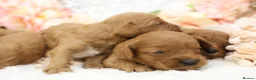 Cavapoo dogs for sale: *HEALTH TESTED* CAVAPOOS - Advert 3