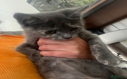 British Shorthair cats for sale: British Short hair Kittens - Image 4
