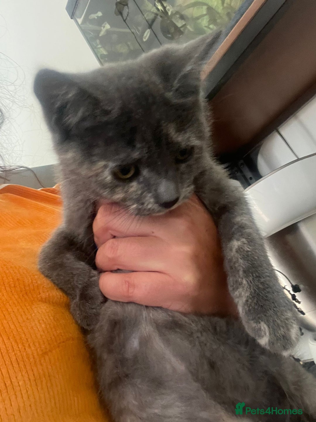 British Shorthair cats for sale: British Short hair Kittens - Image 4