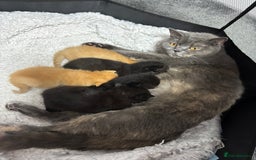 Mixed Breed cats for sale: British shorthair x kittens ready to leave mum!  - Image 12