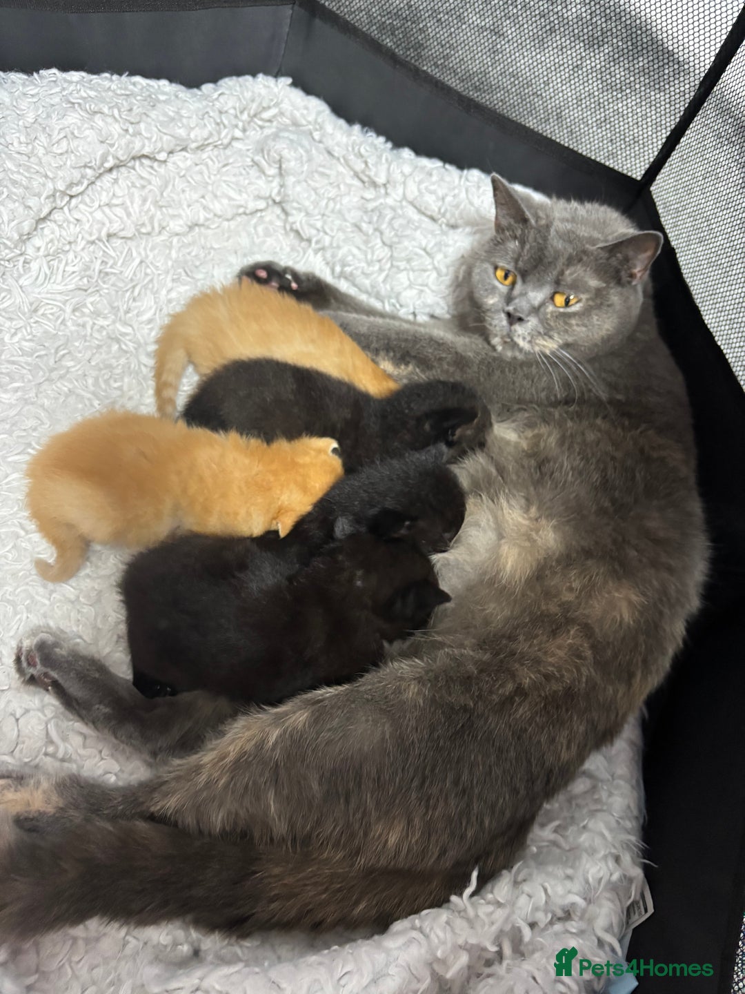 Mixed Breed cats for sale: British shorthair x kittens ready to leave mum!  - Image 12