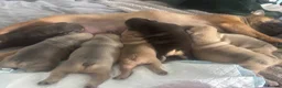 French Bulldog dogs for sale: 7 French Bulldog puppies  - Advert 4