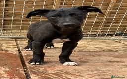 Lurcher dogs for sale: Gorgeous Lurcher pup!  - Image 5