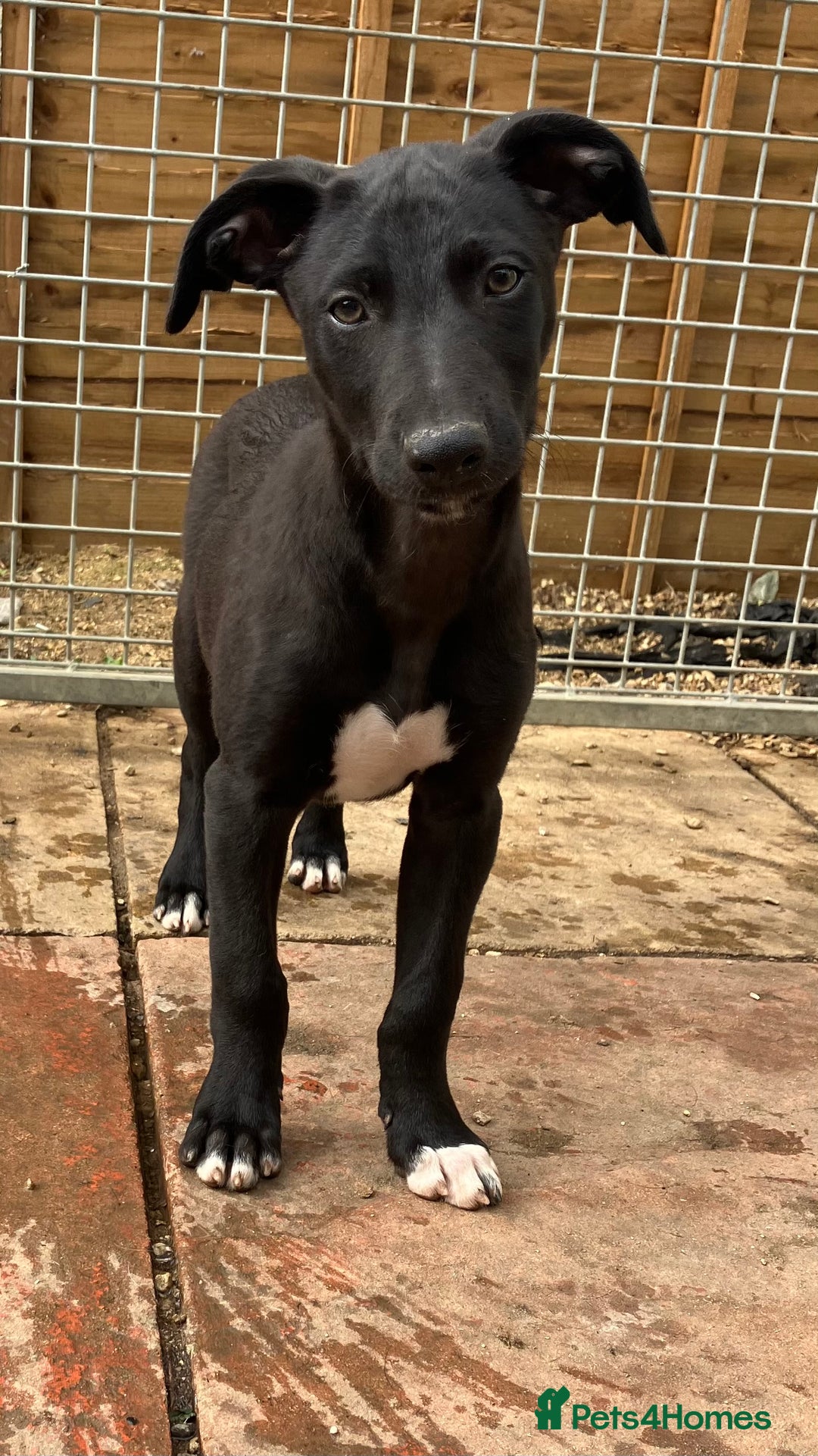 Lurcher dogs for sale: Gorgeous Lurcher pup!  - Image 5